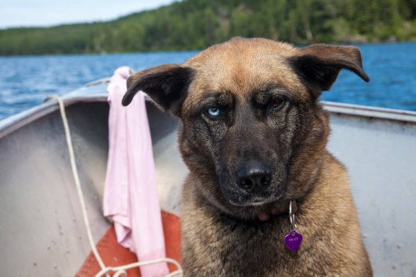 Sailing Trip Packing List
Seasick pup