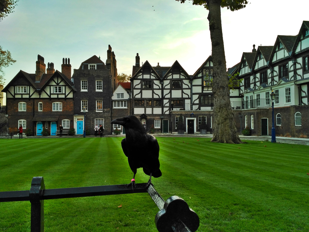 London Family Vacation
Raven on the Lawn of The Tower of London