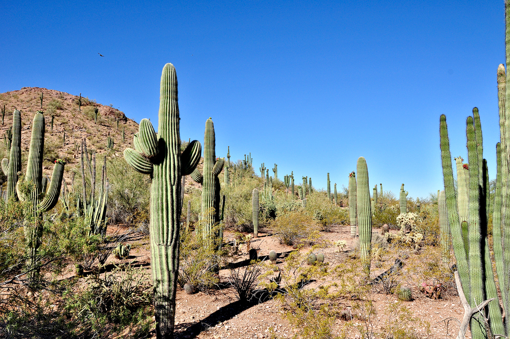 Top Things to do in Sedona
Seguaro Cactus.