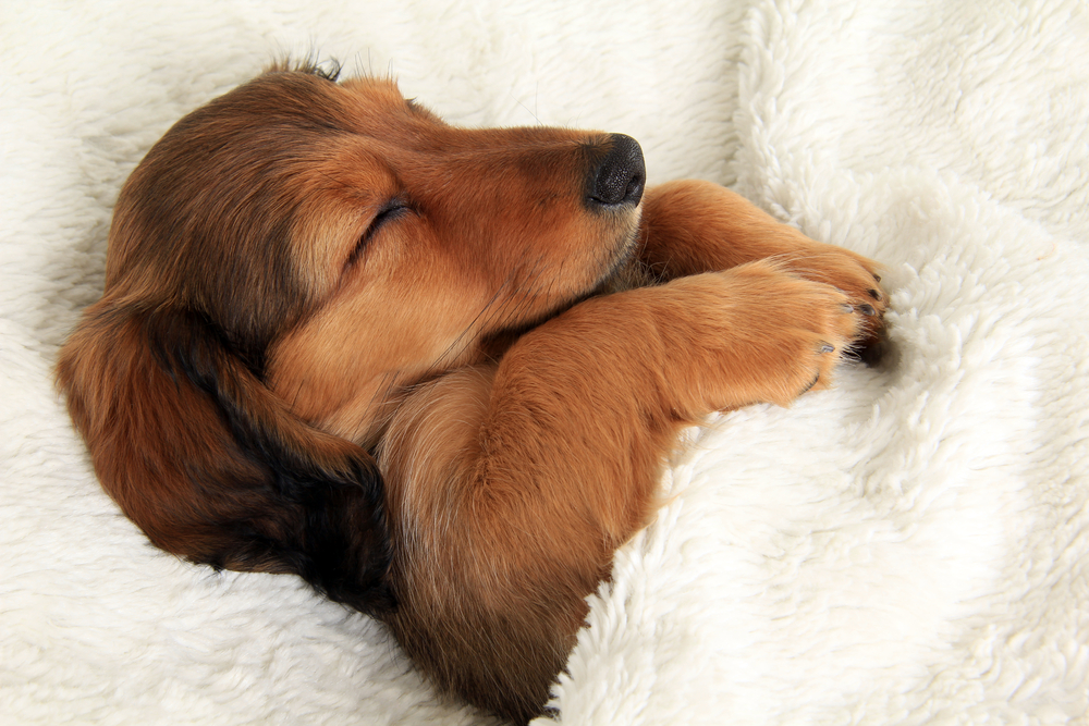 How to stay healthy while on vacation.  Get your sleep.  Puppy sleeping in a cozy blanket.