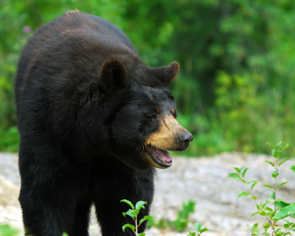 Things to do in Blue Ridge.  Black Bear sightings