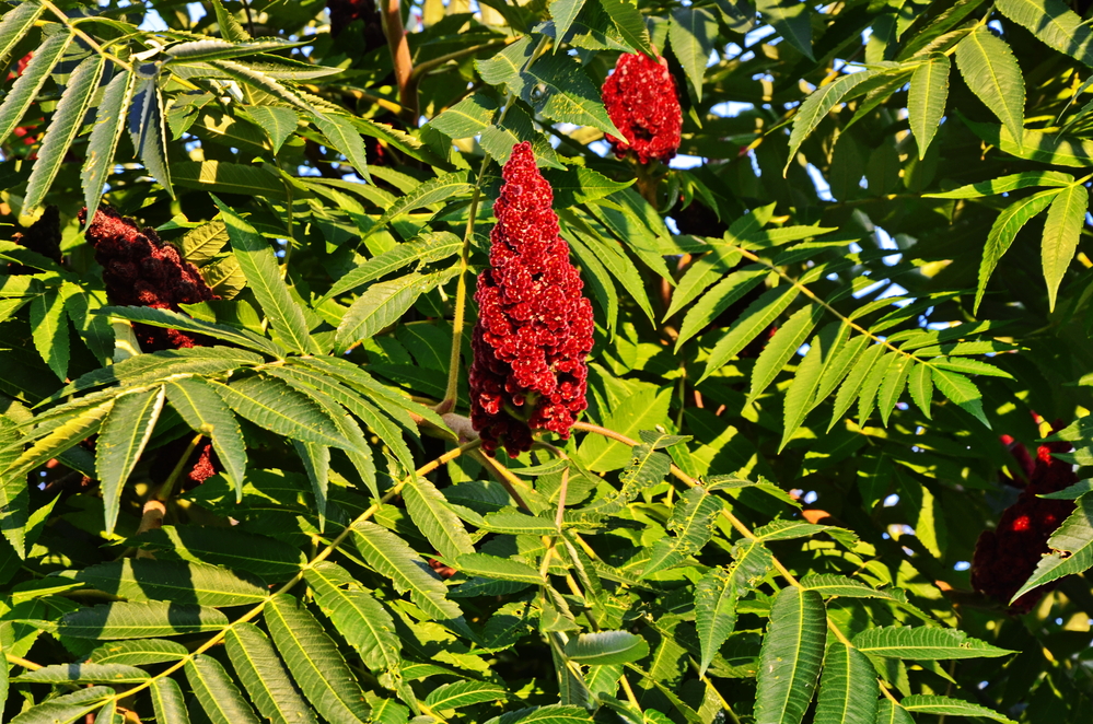 Things to do in Blue Ridge.  Sumac plant with red flower.