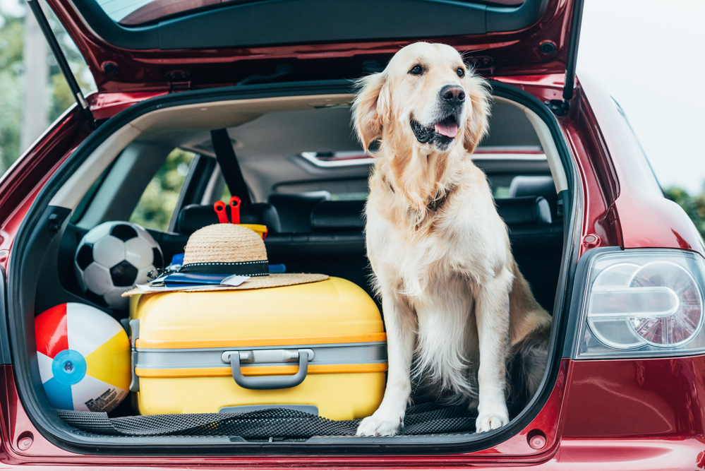 dog road trip essentials.
Golden retriever waiting in the back of a packed car.