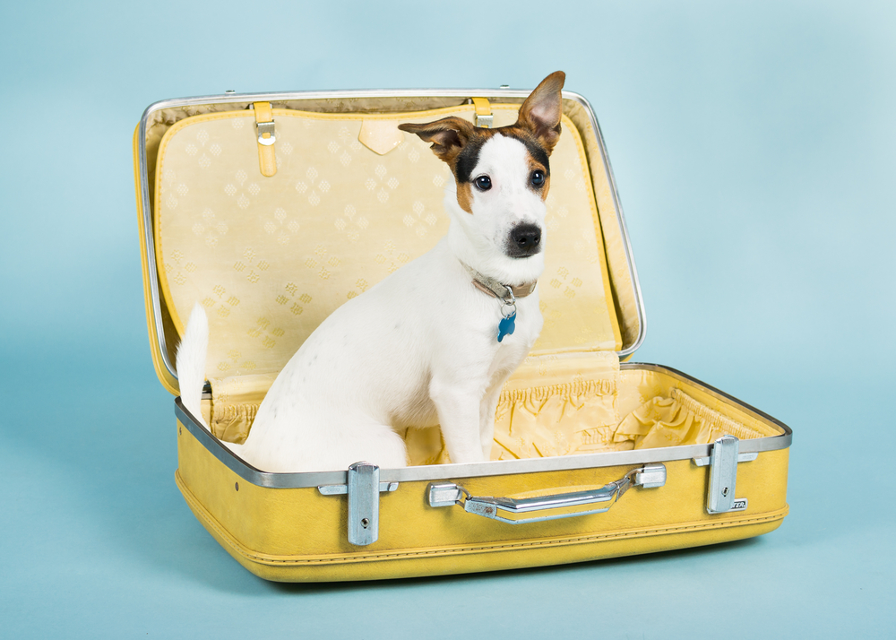 Dog road trip checklist.
Jack Russell Terrier in a yellow suitcase.