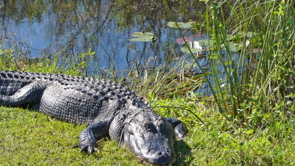 Florida in the Winter
Everglades Alligator