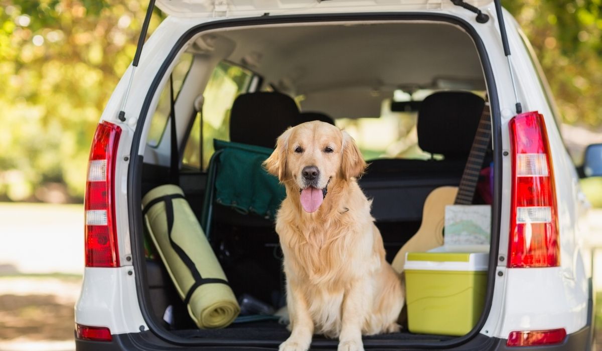 10 Road Trip Essentials For You And Your Dog - My Next Pin