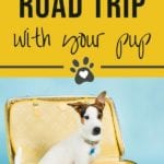 Dog road trip essentials