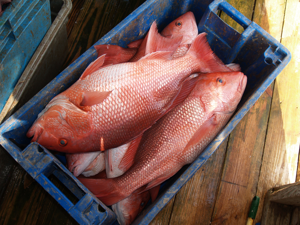 Best Vacations for Teenagers.
Fishing for Red Snapper.
