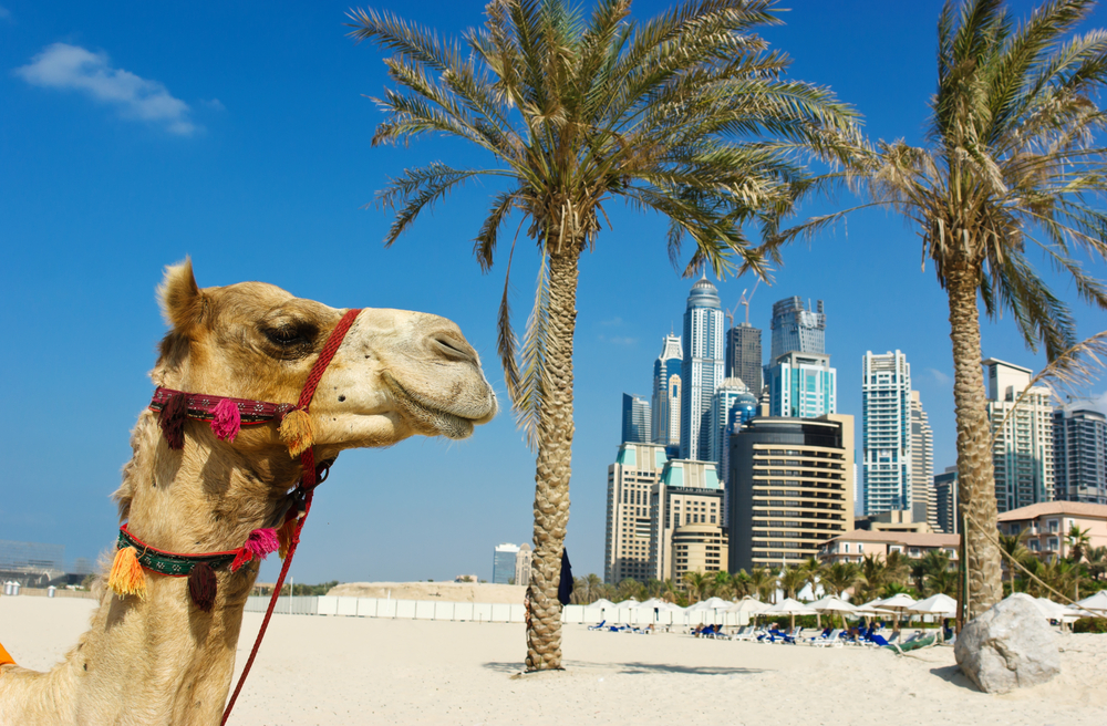 Best Vacations for Teenagers.
Camel at the urban building background of Dubai. UAE
