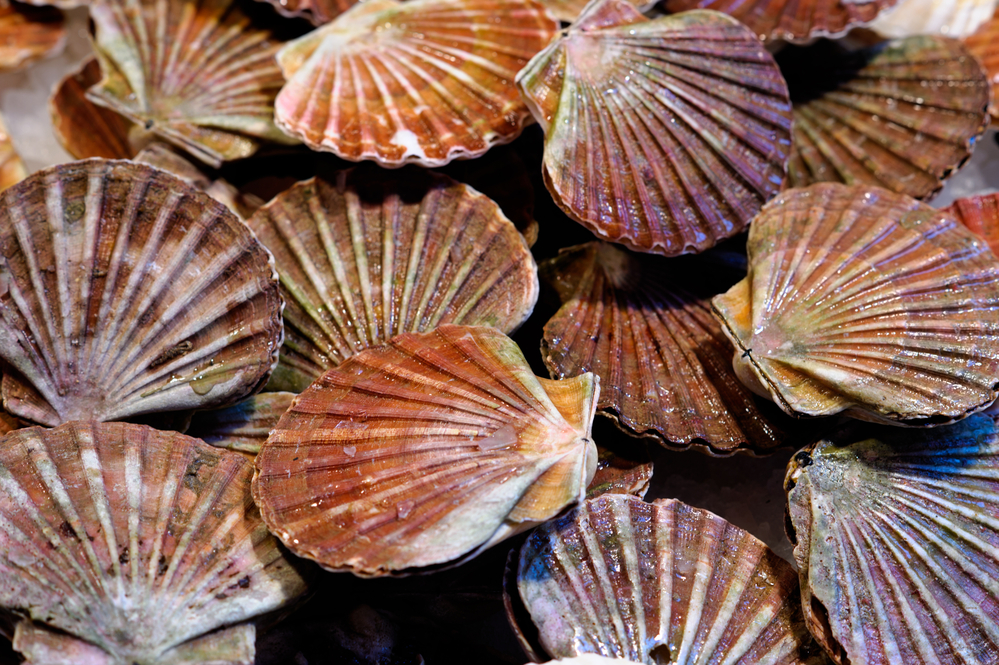 Weekend family getaways in Florida.
Fresh scallops at the food market counter