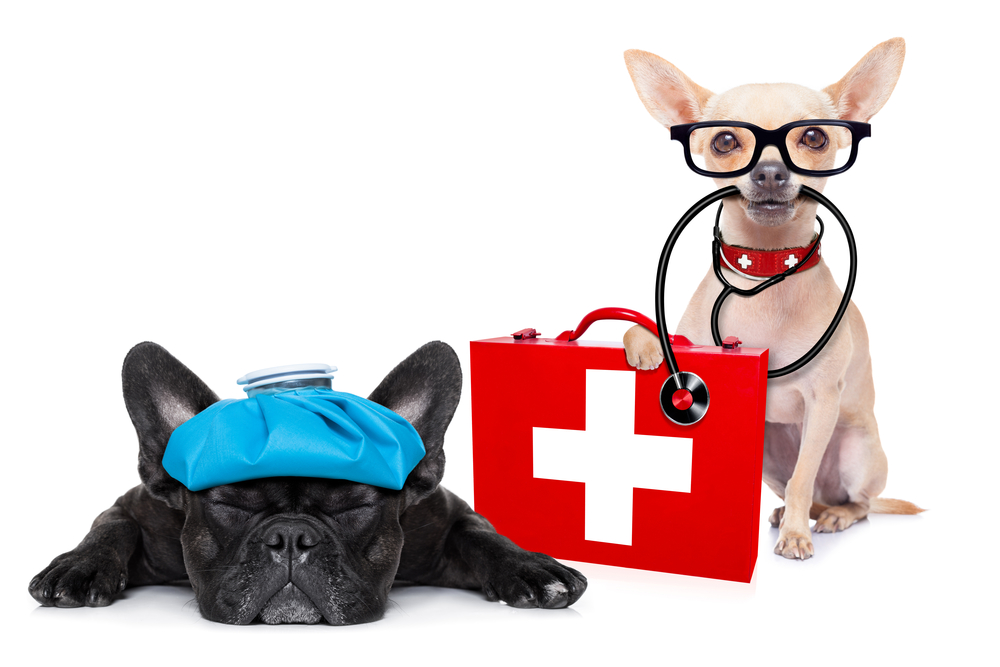 Pre-Travel Checklist.
chihuahua dog as a medical veterinary doctor with stethoscope and first aid kit and a sick ill dog ,isolated on white background