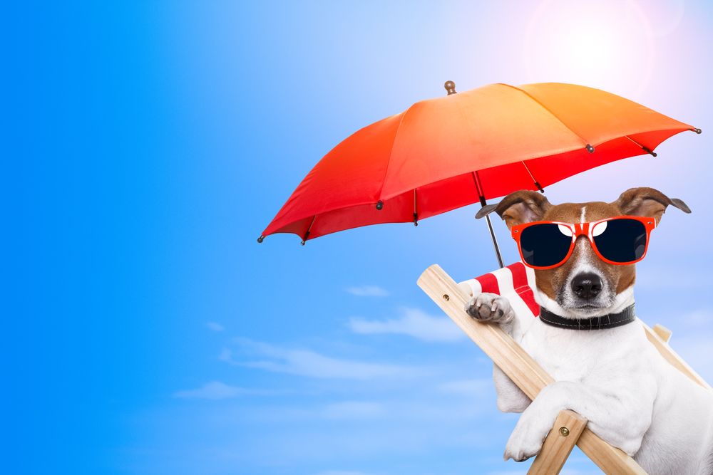 Summer Vacation Safety Tips.
Dog sunbathing on a deck chair
