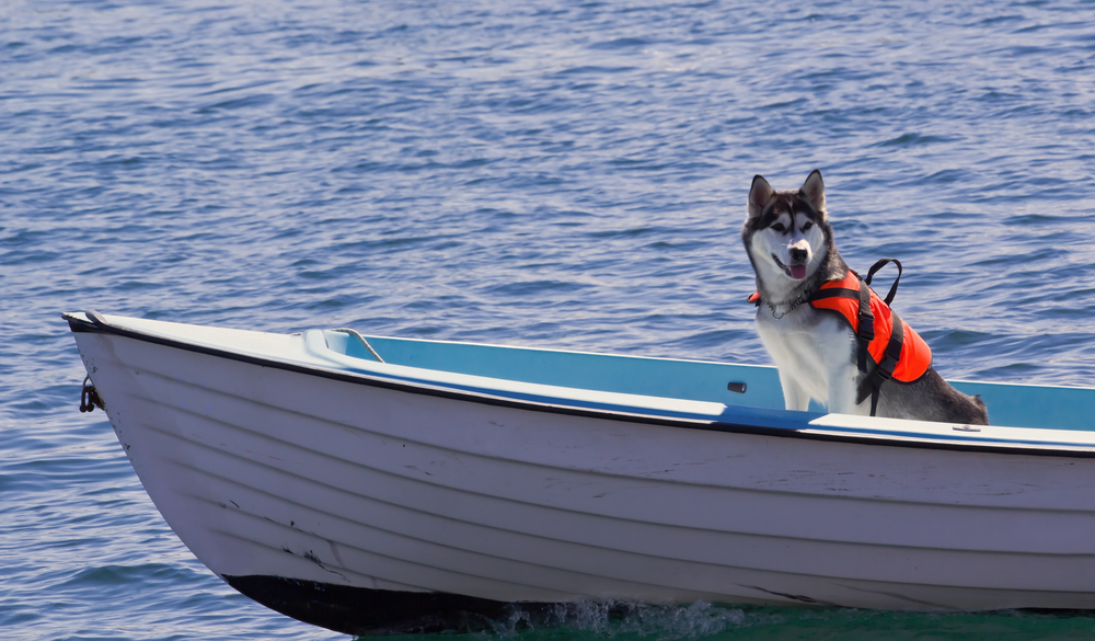 Summer Vacation Safety Tips.  Dog on a boat with a life vest.
