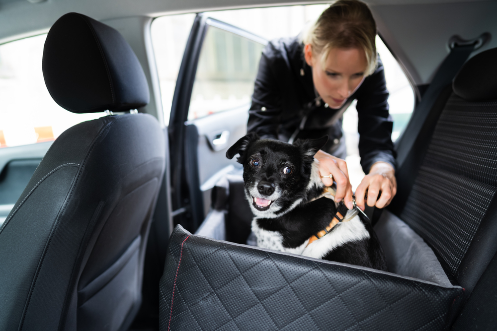 Car Safety Kit.
Woman Fastening Dog In Car With Safe Belt In Seat Booster