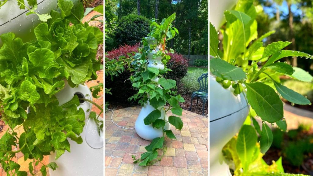 Summer Staycation Ideas.
Lettuce Grow Hydrophonic Garden.