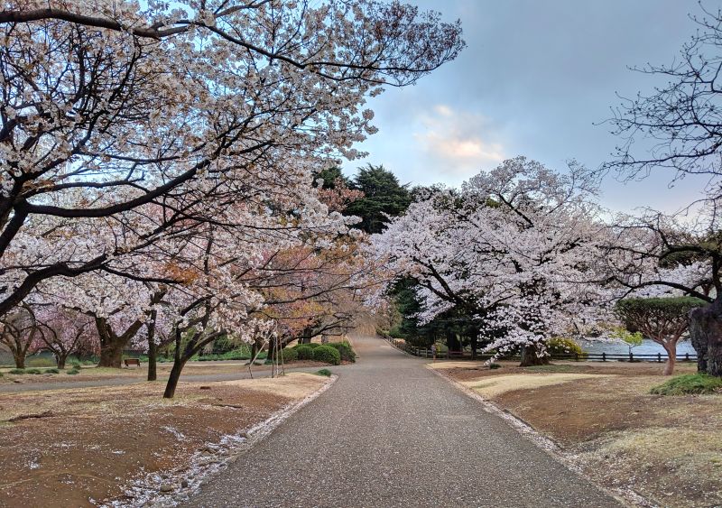 Cherry Blossoms in Tokyo
Runcation Destination.
How to Plan a Runcation