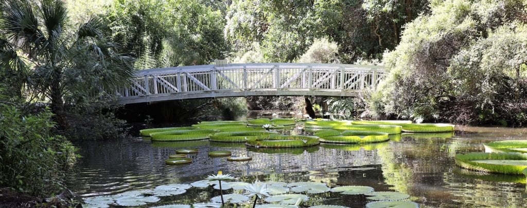 Giant Lilly Pads at Kanapaha Botanical Gardens, Gainesville, Florida.
Travel Blog Post Ideas.