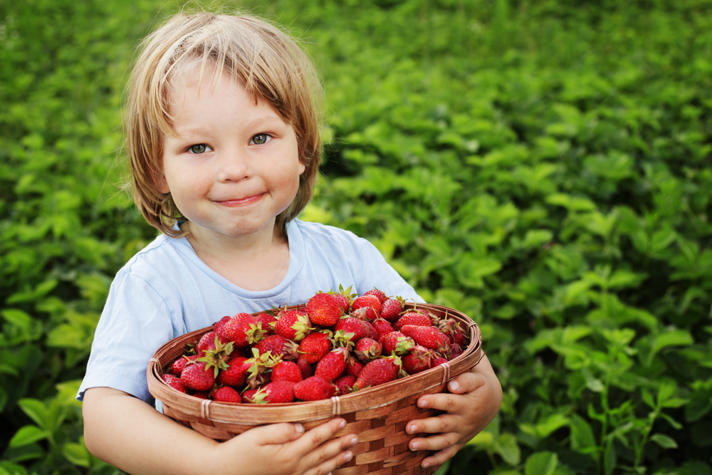 Summer Staycation Ideas.
Cheerful boy with basket of strawberry