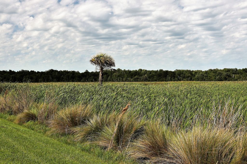 Things to do in Gainesville, Florida. Sweetwater Wetlands.