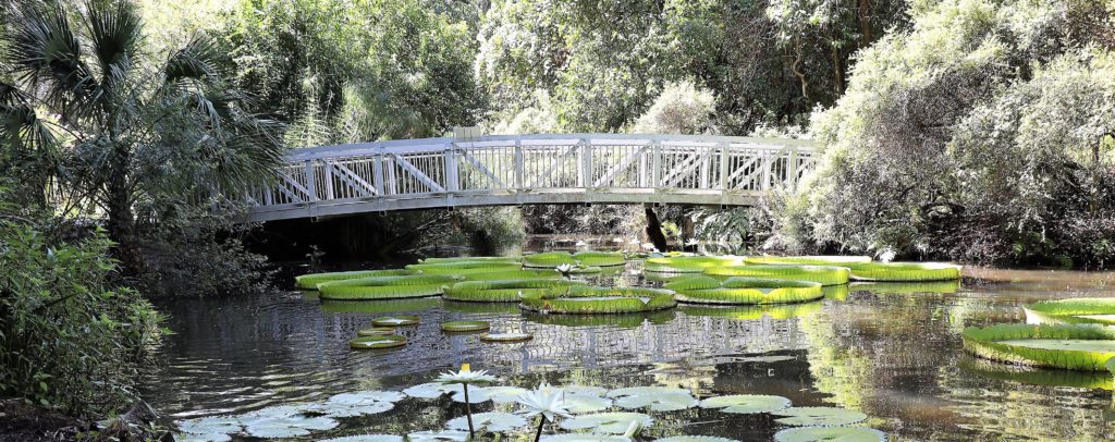 Things to do in Gainesville, Florida.
Water lilies at Kanapaha Botanical Gardens.
