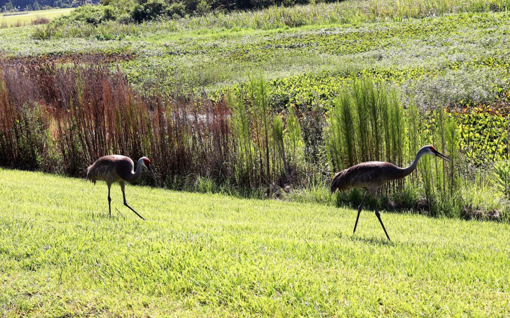 Outdoor Activities Gainesville FL.
Sweetwater Wetlands